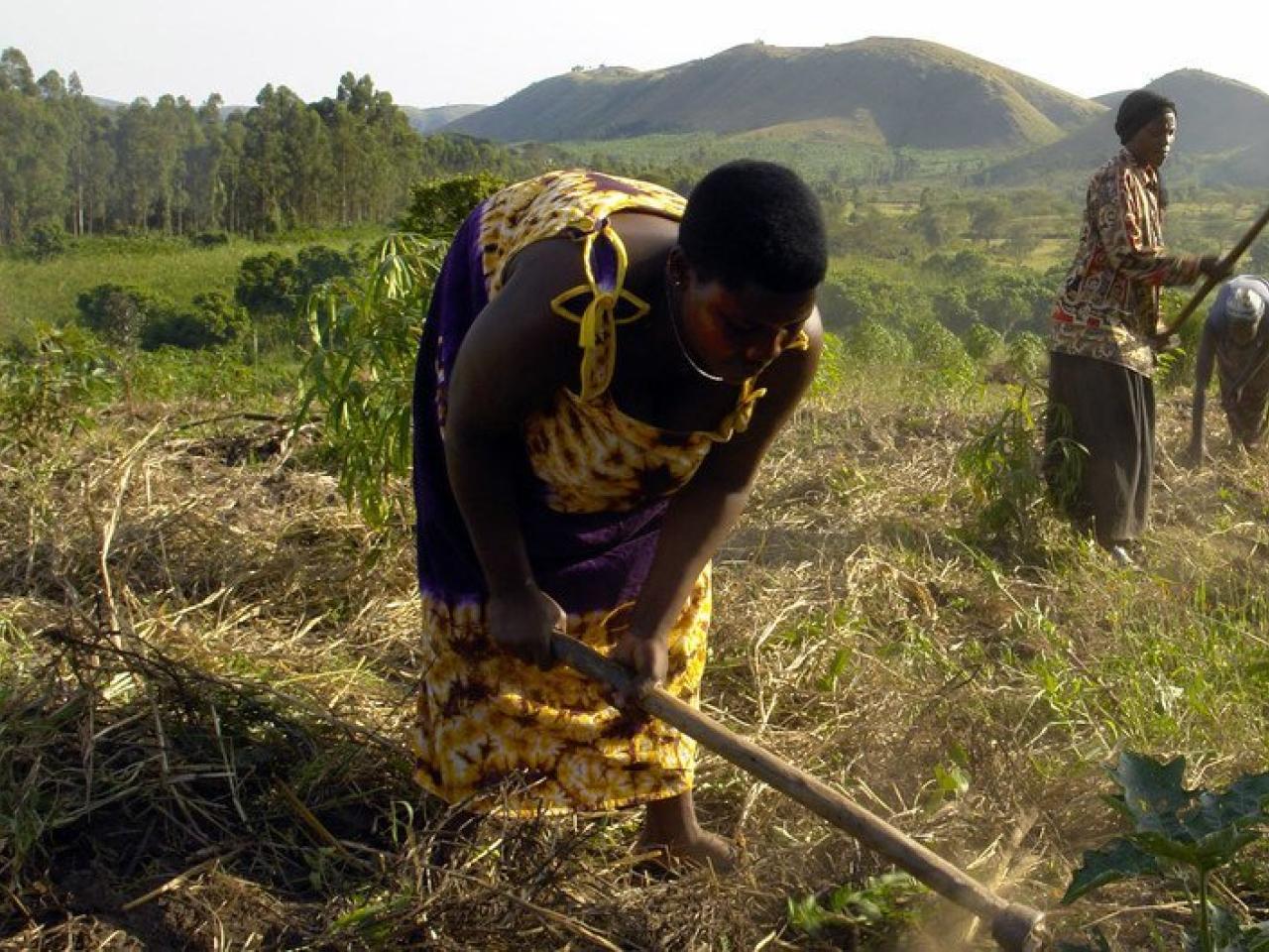 Women working in fields
