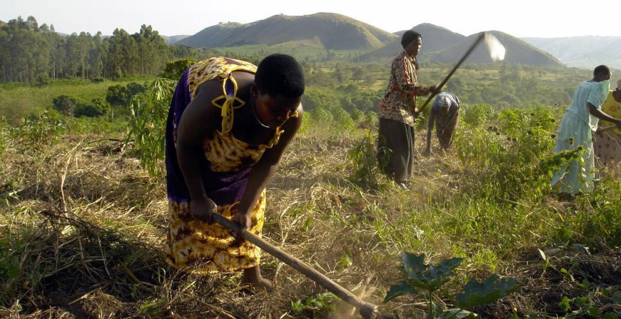 Women working in fields