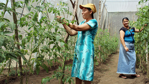 women tending to harvest